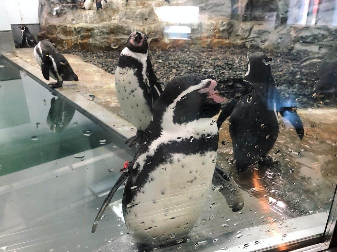 三宅智子さんのインスタグラム写真 - (三宅智子Instagram)「北海道最終日は、息子と旭山動物園へ行って来ました！ペンギンさん♪」11月26日 16時26分 - tomoko1121m