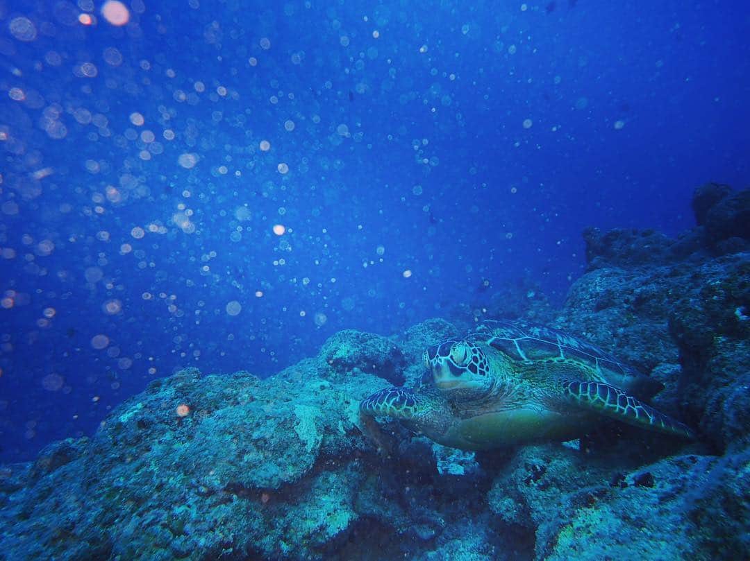 阿部純子さんのインスタグラム写真 - (阿部純子Instagram)「これが 👑✨わたしのベストショット✨👑 ・ #アオウミガメ に会えたよっっ💕☺️ 居眠り中✨💤 気持ちよさそうでしょ❓😍 ・ 海の中で眠るんだなぁっと改めて実感✨笑 この後一緒に泳いでラッキーでした！ ・ ・ #じゅんカメ🐢ラ による #アオウミガメの居眠り💤」11月26日 17時54分 - junkoabe_official
