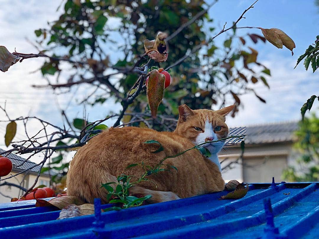 吉野晃平のインスタグラム：「お久しぶり🐈」