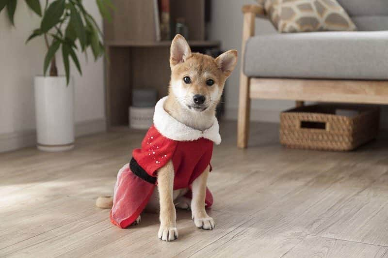 カインズさんのインスタグラム写真 - (カインズInstagram)「ワンちゃん・ネコちゃんも、とっておきのウェアでクリスマスやお正月を迎えよう♪ . もこもこあったかなシープボアのサンタとトナカイのウェアは、お友だちや兄弟と一緒にペアコーデでお出かけしたくなる組み合せ。 ファーやビジュー、チュールが華やかな赤のニットワンピースはクリスマスパーティーにぴったりです。 お正月には、2019年の干支いのししの被り物の写真で新年のご挨拶を。 この年末年始はわんぐるみん＆にゃんぐるみんでSNS映えすること間違いなしです♪ . わんぐるみん サンタクロース/トナカイ/ニットワンピース レッド S/M/L/SD/MD 価格 1,280円(税込) . にゃんぐるみん サンタ/トナカイ/いのしし 価格 598円(税込) . 詳しくはこちら http://www.cainz.com/shop/g/g4549509467403/ . #ペットウェア #わんぐるみん #にゃんぐるみん #サンタ #トナカイ #ニットワンピース #いのしし #クリスマス #お正月 #petwear #santaclaus #reindeer #knitdress #wildboar #christmas #newyear #cainz #CAINZHOME #カインズ #カインズホーム #くらしにららら」11月27日 12時22分 - cainz_official