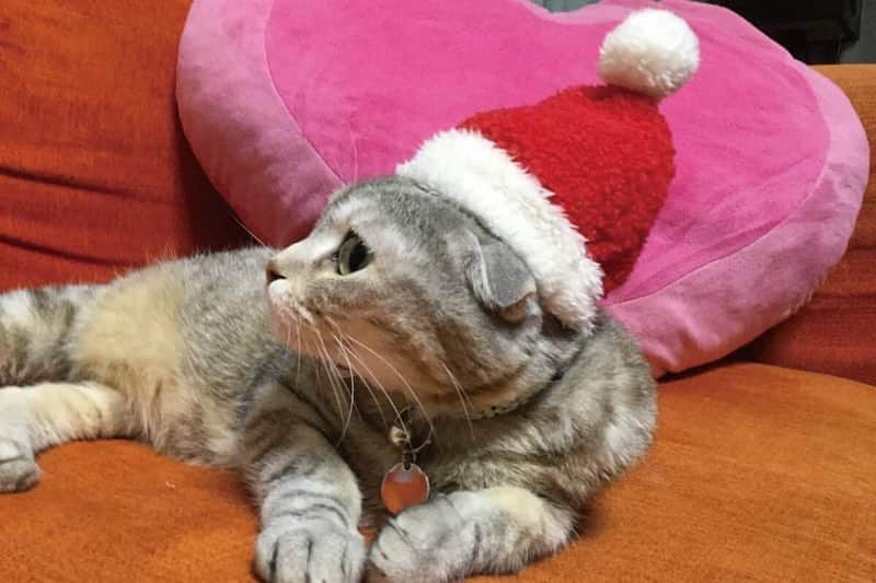 カインズさんのインスタグラム写真 - (カインズInstagram)「ワンちゃん・ネコちゃんも、とっておきのウェアでクリスマスやお正月を迎えよう♪ . もこもこあったかなシープボアのサンタとトナカイのウェアは、お友だちや兄弟と一緒にペアコーデでお出かけしたくなる組み合せ。 ファーやビジュー、チュールが華やかな赤のニットワンピースはクリスマスパーティーにぴったりです。 お正月には、2019年の干支いのししの被り物の写真で新年のご挨拶を。 この年末年始はわんぐるみん＆にゃんぐるみんでSNS映えすること間違いなしです♪ . わんぐるみん サンタクロース/トナカイ/ニットワンピース レッド S/M/L/SD/MD 価格 1,280円(税込) . にゃんぐるみん サンタ/トナカイ/いのしし 価格 598円(税込) . 詳しくはこちら http://www.cainz.com/shop/g/g4549509467403/ . #ペットウェア #わんぐるみん #にゃんぐるみん #サンタ #トナカイ #ニットワンピース #いのしし #クリスマス #お正月 #petwear #santaclaus #reindeer #knitdress #wildboar #christmas #newyear #cainz #CAINZHOME #カインズ #カインズホーム #くらしにららら」11月27日 12時22分 - cainz_official