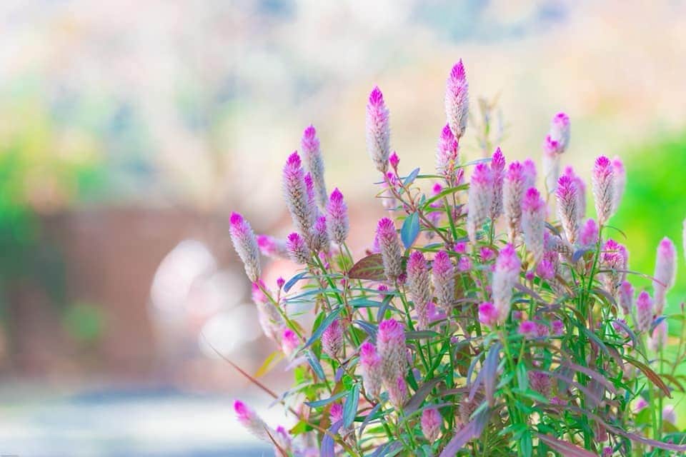 花の写真館のインスタグラム：「Photo by Masanori Kozawa. https://www.facebook.com/masanori.kozawa.5 . Original Post[投稿頂いたURL] https://www.facebook.com/photo.php?fbid=1840369576090562 . 本アカウントは、 #私の花の写真 をつけてInstagramに投稿された皆さまの花の写真や、「花の写真館」Facebookページで投稿された花の写真を紹介します。 「花の写真館」Facebookページは、「 @floral.photograph 」のプロフィールにあるURLからご覧ください。 . #花の写真館 #floralphotograph #floralphoto #flower #flowers #富士フイルム #FUJIFILM Follow: @floral.photograph」