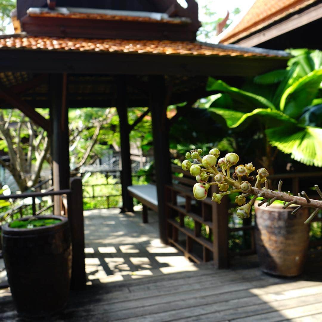 戸田さと美さんのインスタグラム写真 - (戸田さと美Instagram)「Casa BRUTUSアジアのリゾート100に選ばれ、チェンマイに行くなら絶対に宿泊したかった 【Villa Mahabhiromヴィラ・マハビロン】  タイの伝統的家屋をタイ中部各地から収集し再生して作られた14室のオールヴィラホテル。100年以上前のヴィンテージハウスにはオーナーが世界各地から集めたアンティークやローカルアーティストの彫刻と絵画が配され、タイの伝統とアートが融合した個性的な空間をつくりだしています。  私が宿泊したときも5組くらいしかいなかったから、本当に静かで、プールは二人締めでした。  スタッフのホスピタリティも素晴らしく、最高の時間を過ごさせていただきました。  ありがとう❤️ #villamahabhirom#コムローイ祭り #コムローイ#ランタン#ランタン祭り#駐在妻 #バンコク#bangkokfashion #カメラ女子 #thesukhothaibangkok #pool #poolside #holidays #シングルマザー#relax#photography #バンコク生活#バンコク子育て#trip #travel #travelphotography #海外移住 #mama #ママ起業家 #夢が叶った #楽しみいっぱい #hotel」11月27日 20時45分 - satomitoda