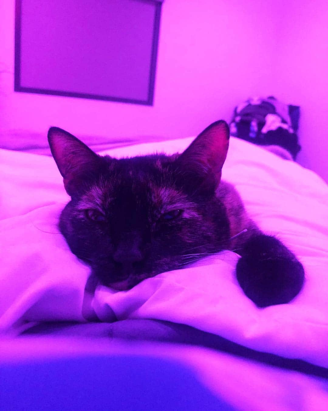 デビー・ライアンのインスタグラム：「you only have 24 hours of opportunity for your smol roommate animal to stare sunbeams into your soul, you just stay swaddled underneath her purring girth bc it’s just like who cares if I have to pee, I don’t, I’ll pee at the airport」