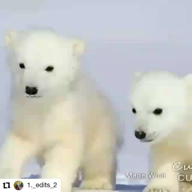 Polar Bearsのインスタグラム