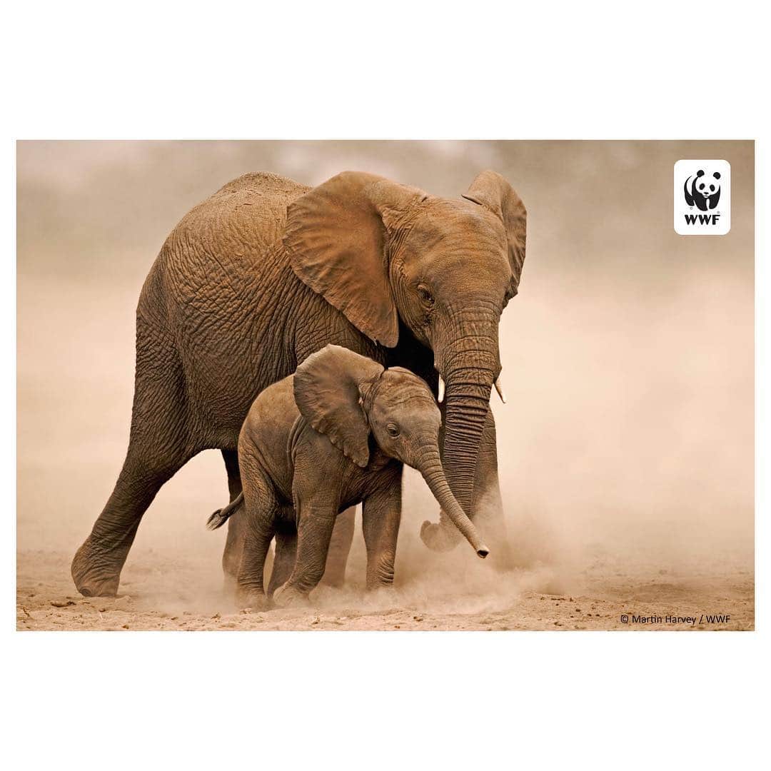 エリザベス・ライルさんのインスタグラム写真 - (エリザベス・ライルInstagram)「Did you know poachers kill 55 African elephants for their ivory every single day? Today on #GivingTuesday, we can give endangered wildlife—and nature worldwide—a better tomorrow. Follow the link in my bio to donate to @world_wildlife today and help save wildlife and their habitats around the globe 🌍」11月28日 4時51分 - elizabethlail