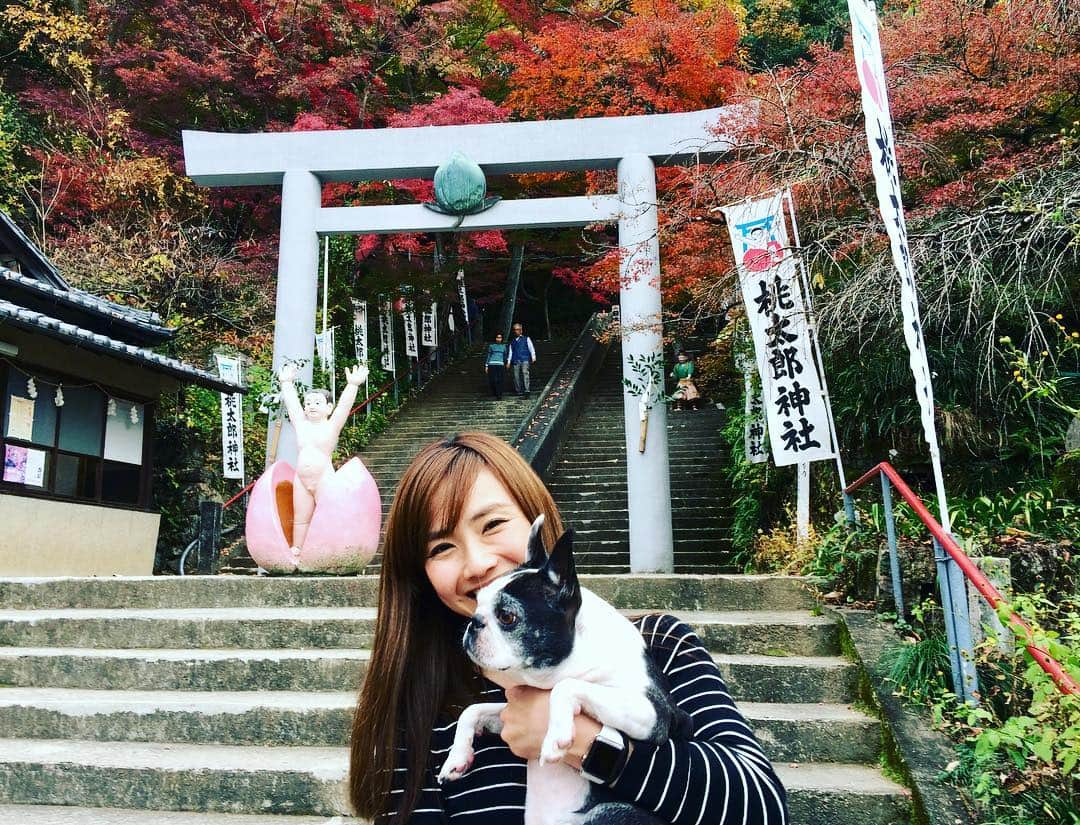 湯田友美さんのインスタグラム写真 - (湯田友美Instagram)「Hometown❤︎ Running around Inuyama castle and watched Autumn leaves…🍁 -Inuyama city, Aichi!!! ・ 犬山❤︎ 観光もランも楽しいですよ！ 木曽川と一緒にみる、犬山城が好き❤︎ 昔からひとりで走り回ってたなw お隣、岐阜県でお仕事いってきます🤗 ・ #犬山 #犬山城 #ただいま #木曽川 #紅葉 #桃太郎神社 #岐阜 #愛知 #Inuyama #inuyamacastle  #bostonterrier #hometownlove」11月28日 18時03分 - yudatomomi