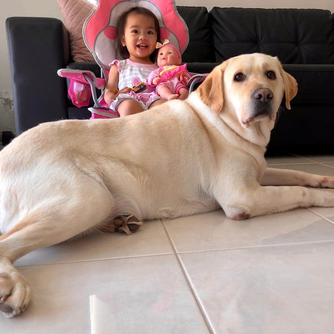 Rocky the Labさんのインスタグラム写真 - (Rocky the LabInstagram)「Enjoying my sunny afternoon with this little hooman 🥰  #EnglishLabrador #LabradorRetriever #labrador #labradorable  #labradorlife #labradorlover #labradorpuppy #itsalabthing #ilovemylab #justlabradors #TalesOfALab #yellowlaboftheday #yellowlabrador #yellowlab #worldofmylab #worldoflabs #dogsofinstagram #petstagram #labradorsofinstagram #hungryforattention #dogsofinstagram #TopDogPhoto #labradoroftheday #dogoftheday #labradorsofig #labradorworld #puppyatheart #furbaby #littlesister」11月28日 9時25分 - rockythelabrador_