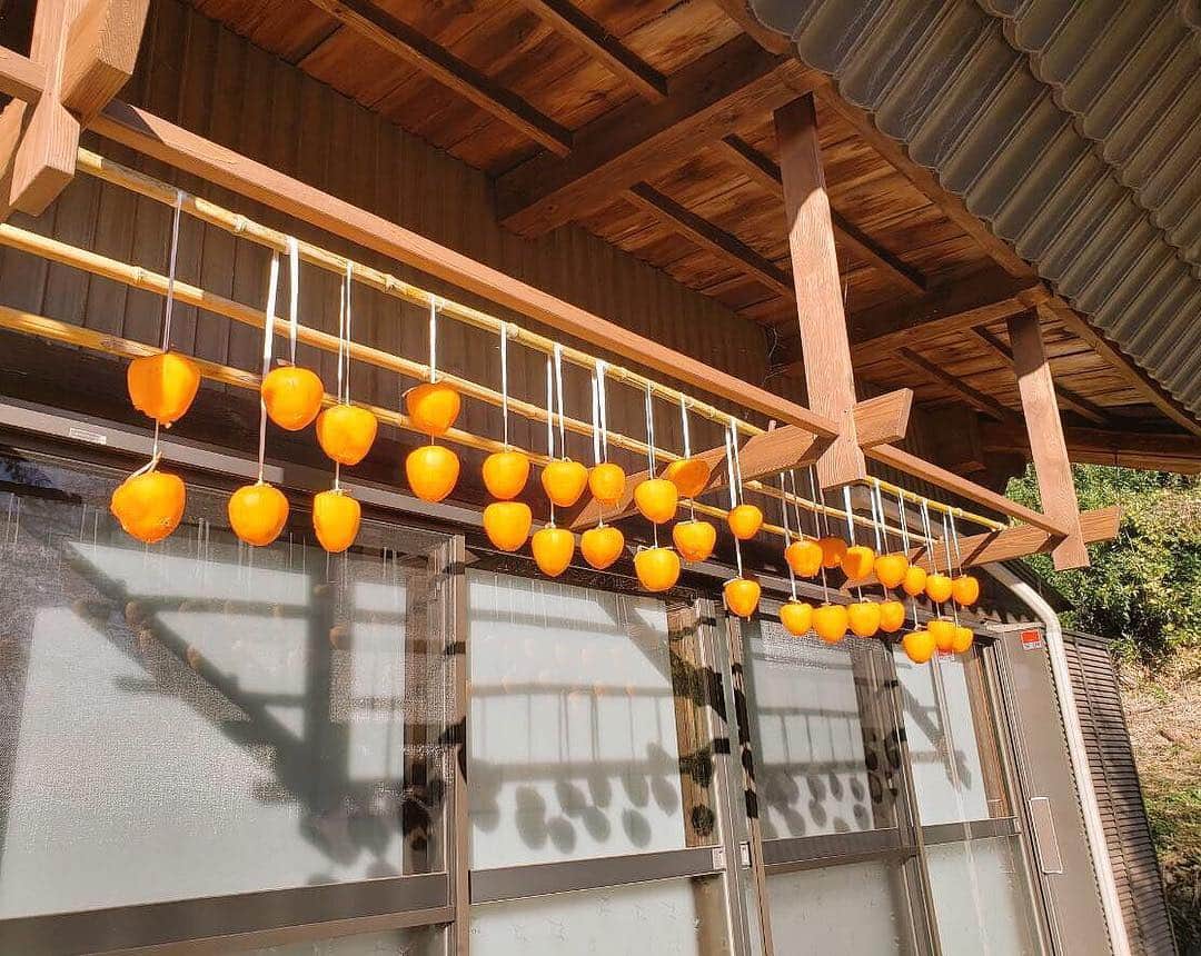 野口健さんのインスタグラム写真 - (野口健Instagram)「帰宅したら我が家に素敵なプレゼントが！大工の小坂さんが柿を吊るして下さっていた！！！ まさに日本の光景ですよね。  小坂さんサプライズをありがとう！！！ 定期的に揉み揉みします(^^) #野口健古民家生活  #古民家 #古民家生活」11月28日 10時43分 - noguchiken8848