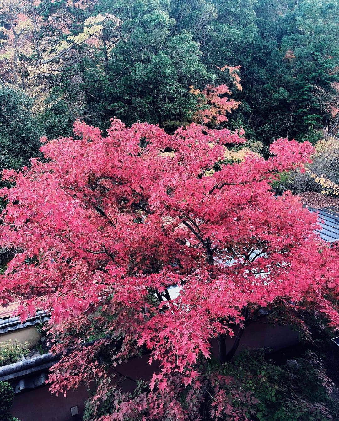 翁安芸さんのインスタグラム写真 - (翁安芸Instagram)「Hakone #gorakadan 🍁 連休後半は、箱根の強羅花壇でゆっくり過ごしました♨️ #箱根 #温泉 #強羅花壇 #hakone #weekendtrip」11月28日 10時45分 - akinyc
