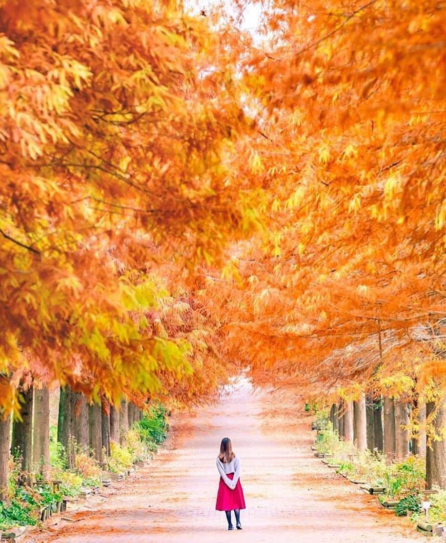 aumoさんのインスタグラム写真 - (aumoInstagram)「【 #紅葉×#ぷちとりっぷ】 . 兵庫県にある「播磨中央公園」で撮影されたお写真📸 素敵なメタセコイア並木を楽しむことができます🍁 . Credit：@camel8326 さん 素敵なお写真をありがとうございます！ . あなたが撮影した素敵な写真に 「#aumo」を付けて教えてください♡ あなたの投稿が明日紹介されるかも♪ . aumoアプリは毎日配信！おでかけや最新グルメなどaumo読者が気になる情報が満載♡ ダウンロードはプロフィールのURLから✔︎ (iPhone&Android版) . . #兵庫旅行 #兵庫観光#紅葉#カメラ女子#絶景#旅#国内旅行#風景写真#日本の風景#秋 #ダレカニミセタイケシキ #東京カメラ部 #カメラ女子部#日本の絶景#旅行好き#旅好きの人と繋がりたい#スポット#カメラ撮ってる人と繋がりたい#あなたとみたい景色#日本の景色#絶景スポット#写真楽しむ部#メタセコイア並木#メタセコイア#播磨中央公園」11月28日 14時12分 - aumo.jp
