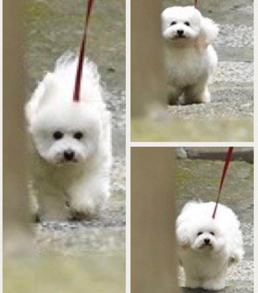 テレビ朝日「僕とシッポと神楽坂」のインスタグラム：「#全力坂 の #ダイキチ 🐶をもう少しお見せします🐩🐕 変幻自在の白モフ☁️☁️☁️ #僕とシッポと神楽坂 #僕坂 #シッポ #相葉雅紀 #広末涼子 #趣里 #小瀧望 #眞島秀和 #大倉孝二 #村上淳 #渚 #かとうかず子 #オギ #ダイキチ #💚 #僕がついてるよ」