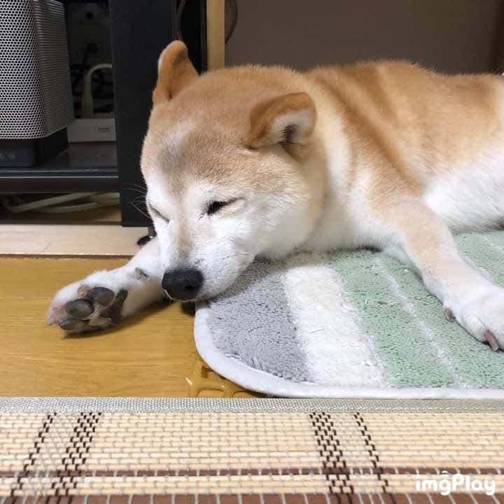 のインスタグラム：「ai-chan 🐶 G'night 💤💤 big breathing .｡o○ 😳 . 男前いびき.｡o○ .｡o○ おやすみ〜 😚 .」