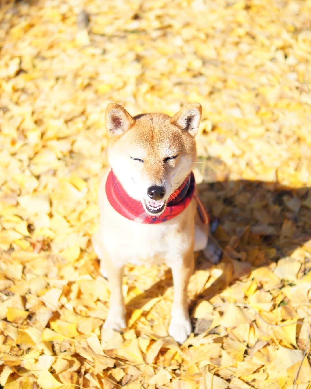 柴犬 ゆりのインスタグラム：「2018.11.28 奈良公園の黄色い絨毯✨  ウォーキング中の男性に奈良公園はマダニがいるから気をつけて、と教えてもらいました。その方のゴールデンレトリバーはダニにやられ、毛がずるむけになったそう😖 調べてみると鹿にはものすごいダニがついていて、暖かい季節は耳裏や角の付け根など目視でうじゃうじゃダニがついているのが見えるそうです😨ダニ対策をしてなかったワンコがバビシアで亡くなった事もあるらしい😱 何度も来てたけど知らなかった💦  みなさん、もし奈良公園にワンコと遊びに行くときはご注意ください⚠️ ・ ・  #奈良公園 #銀杏 #犬 #柴犬 #ふわもこ部 #shibainu #shibastagram #dog #dogsofinstaworld #dogsofinstagram #bestjapanpics #japan_daytime_view #peco白戸家 #ナンバーワンフォトpeco2018 #ipetキュンフォト #tokyocameraclub #team_jp_秋色2018 #team_jp_ #instagramjapan #igersjp #west_dog_japan #weeklyfluff #scenery #ペット大喜利年賀 @yubin.jp #楽天冬ペット @rakuten_petwari」