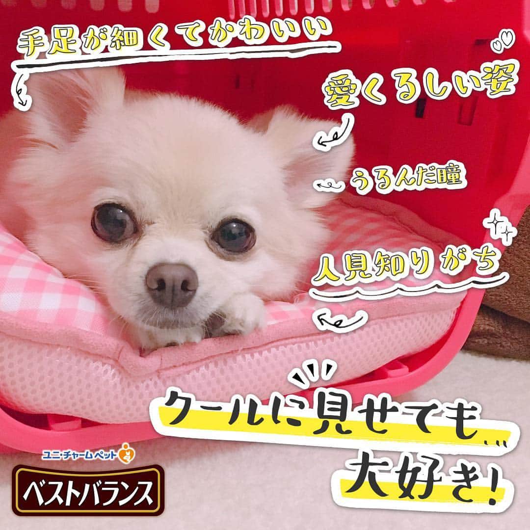 井口裕香さんのインスタグラム写真 - (井口裕香Instagram)「🐕 こんなのやってみました〜🐶 このコはツンデレワンマンタイプ｜ うちのコこんなコ！？キャンペーン開催中　 https://bestbalance-cp.jp  #うちのいぬサスケ #ベストバランスうちのコこんなコキャンペーン  #チワワの性格診断 #うちのこポメチワワだけど #チメラニアン #ぽめちわ #ポメチワ #ポメチワワ #ポワワ #mix犬の呼び名の可能性∞ #サスケ #男の子だけどピンクのクレート #ふわもこ部 #いぬすたぐらむ #いぬのいる暮らし  #いぬなしでは生きていけません会」11月29日 11時33分 - ooo31_iguchiyuka_31ooo