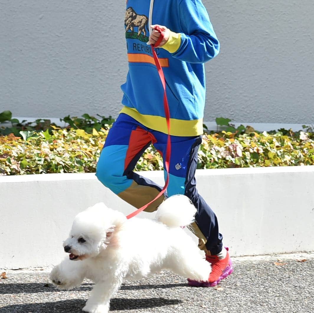 テレビ朝日「僕とシッポと神楽坂」のインスタグラム：「昨日は #堀川くん × #ダイキチ × #全力坂 のコラボありがとうございました！‪ なんと、今夜の #全力坂 も❣️#僕坂 メンバーがダイキチと走るよ💨‬💨💨 ‪◆11月29日(木)深夜2：48～2：54(一部地域を除く)‬ ‪ダイキチ異例の二夜連続爆走‼️‬ ‪ところで、一緒に走るのは誰❓ みなさん、予想してみてください🐶 ‬ ‪#僕とシッポと神楽坂 #シッポ #相葉雅紀 #広末涼子‬ #趣里 #小瀧望 #イッセー尾形 #眞島秀和 #大倉孝二 #村上淳 #渚 #オギ #ダイキチ #💚 #僕がずっとついてるよ #全力坂 #最終回も全力で見る！」
