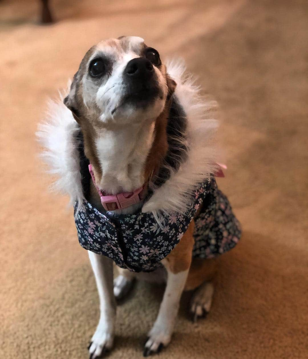 ジョン・コフリンさんのインスタグラム写真 - (ジョン・コフリンInstagram)「In case today got too real for you, here’s a pic of my Dad’s dog in a holiday vest. ( Apparel provided by @kcangelarose )」11月29日 8時59分 - johncoughlinusa