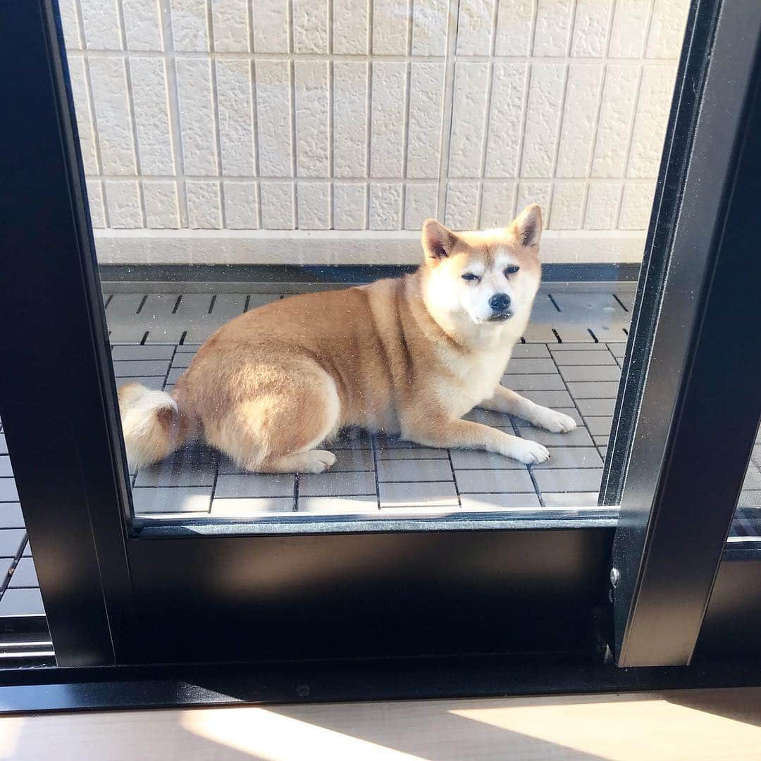 マル子さんのインスタグラム写真 - (マル子Instagram)「「今日はお風呂だ🛁」と気づいてしまった王様は裸でベランダに逃げました💨 寒さではなく震えています🥶  #マル子 #柴犬 #shiba #かめマル子」11月29日 11時11分 - tomikago