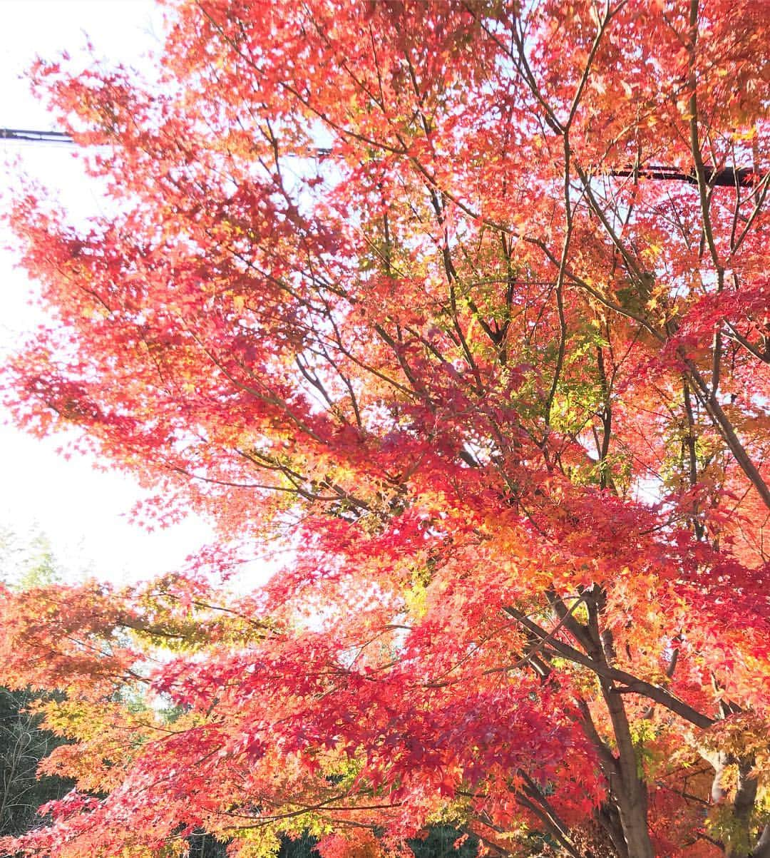 若原 智哉のインスタグラム：「たまたま通り掛かった道の紅葉🍁 天気が良かったので撮ってみました📷 #紅葉#🍁#無加工#ほんとに綺麗#はよ絶景スポットいきたい#🚙」