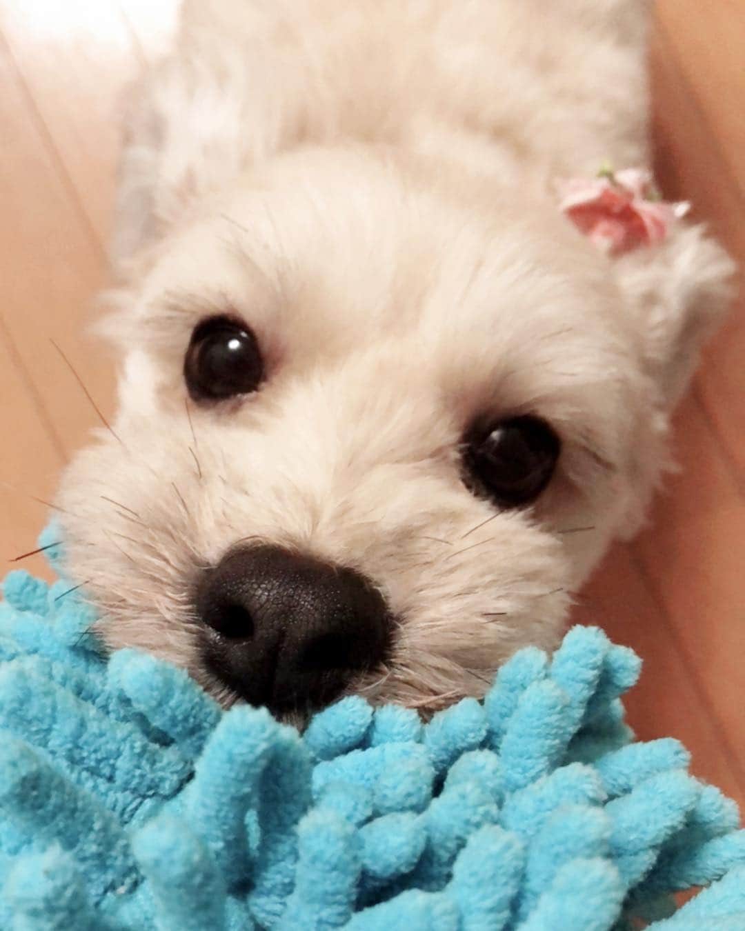 畠山愛理さんのインスタグラム写真 - (畠山愛理Instagram)「引っ張り合いっこ🐾🐶 遊ぼーってなんでも近くに あるもの咥えてもってくるのが もうほんと可愛すぎます。🥺❤️ ・ ・ #シェリちゃん #愛犬 #もふもふ犬 #保護犬 #アルマ #ミックス犬」11月29日 23時47分 - airihatakeyama