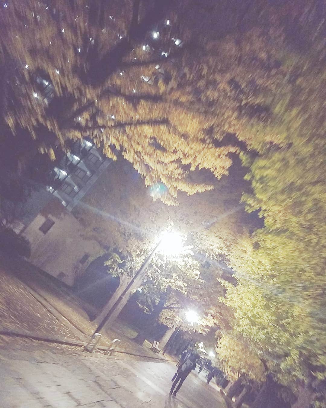 アントニー大輝さんのインスタグラム写真 - (アントニー大輝Instagram)「・ ・ ・ この時期の少し冷えた夜のイチョウと街灯は綺麗  #イチョウ #イチョウ並木 #街灯 #綺麗  #もうすぐ #冬がはじまるよ」11月30日 1時08分 - daiki_namuabe_dr