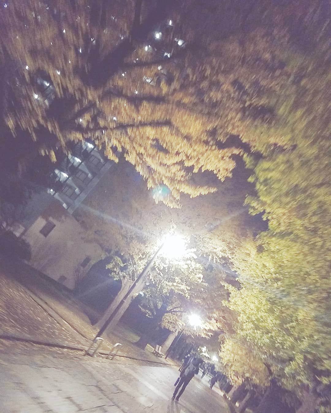 アントニー大輝のインスタグラム：「・ ・ ・ この時期の少し冷えた夜のイチョウと街灯は綺麗  #イチョウ #イチョウ並木 #街灯 #綺麗  #もうすぐ #冬がはじまるよ」