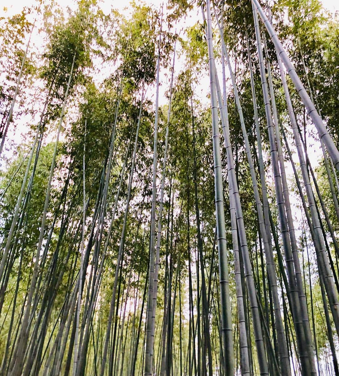 MARIEさんのインスタグラム写真 - (MARIEInstagram)「そうだ！京都に行こう！ってことで紅葉見に来た🍁 人生で初めて紅葉シーズンの京都来たけど、歩く景色が綺麗すぎた🥰❤️ #kyoto #japan #japanesegirl #kimono #kouyou #instagood #京都 #紅葉 #清水寺 #金閣寺 #京都旅行」11月30日 15時18分 - marie_mimura