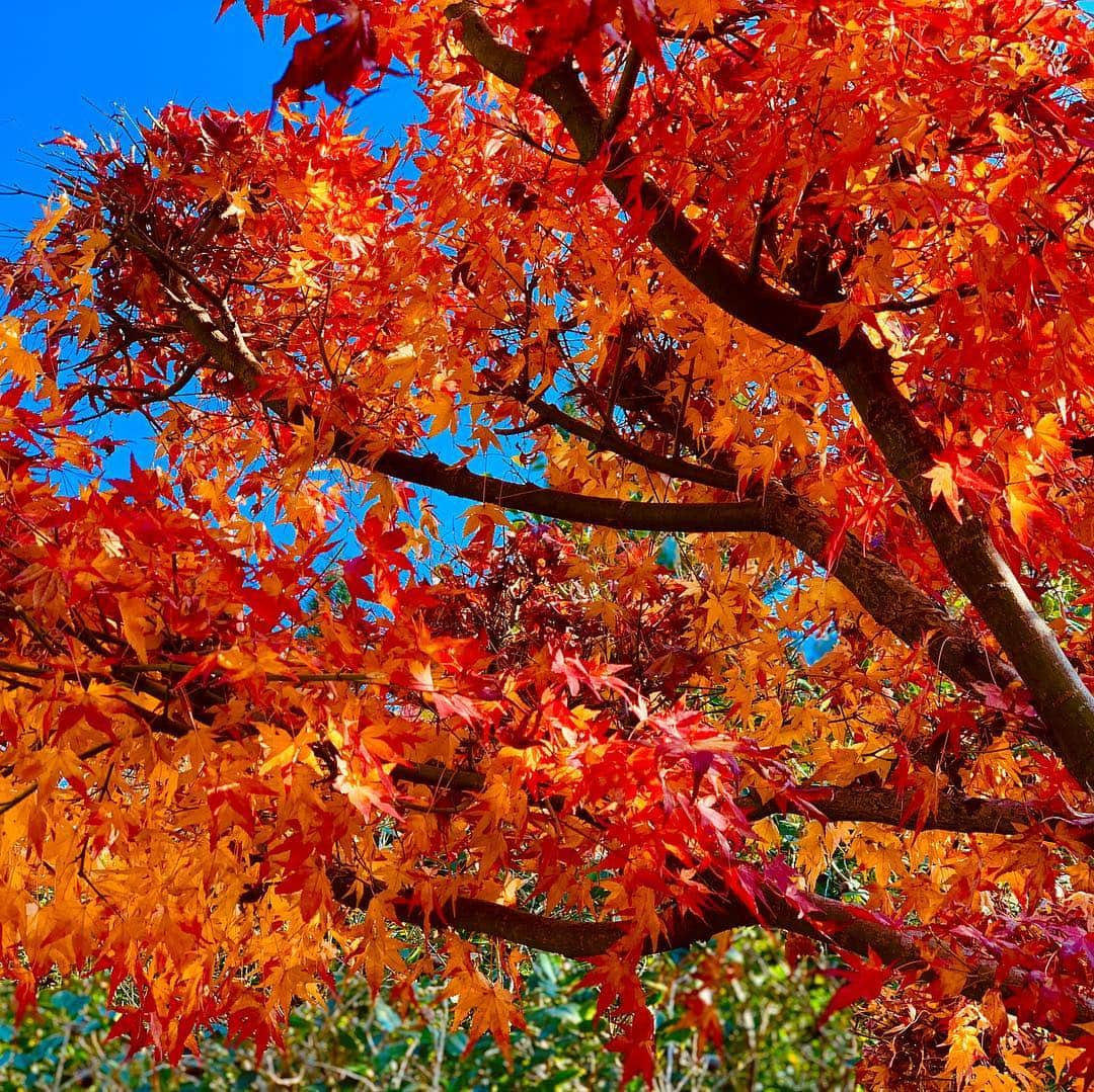 晴山由梨さんのインスタグラム写真 - (晴山由梨Instagram)「地元の方に教えてもらった紅葉スポット🍁 . #岡山 #備前市 #閑谷学校 #紅葉狩り #紅葉 #旅 #紅葉スポット #観光スポット #日生マリーナ #快晴 #風景 #秋 #autumn #iphonexs」11月30日 12時01分 - hareyama_yuri