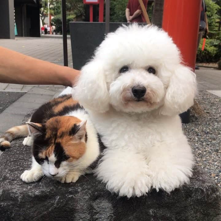 テレビ朝日「僕とシッポと神楽坂」のインスタグラム：「#オギ と #ダイキチ もクランクアップ❣️ ありがとう🐶😻 #僕とシッポと神楽坂 #僕坂 #シッポ #相葉雅紀 #広末涼子 #趣里 #小瀧望 #イッセー尾形 #眞島秀和 #大倉孝二 #村上淳 #渚 #オギ #ダイキチ #💚 #僕がずっとついてるよ」