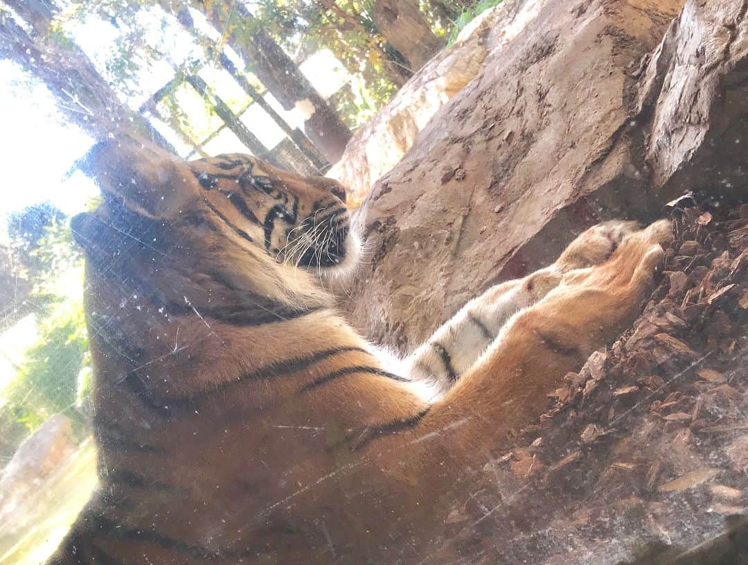 吉川七瀬さんのインスタグラム写真 - (吉川七瀬Instagram)「Tiger🐯  めっちゃ近くてビックリ！ とても綺麗👏🏻 4枚目はパンダのお弁当！ #上野動物園」11月30日 21時25分 - yoshikawa_nanase