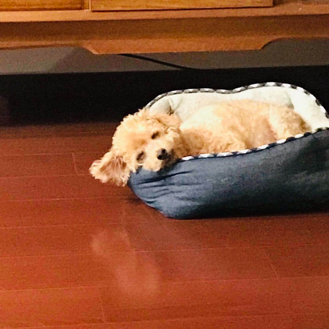 中村秀香のインスタグラム：「気持ち良さそう…☺️ うらやましい  #愛犬 #トイプードル #名前はミルク」