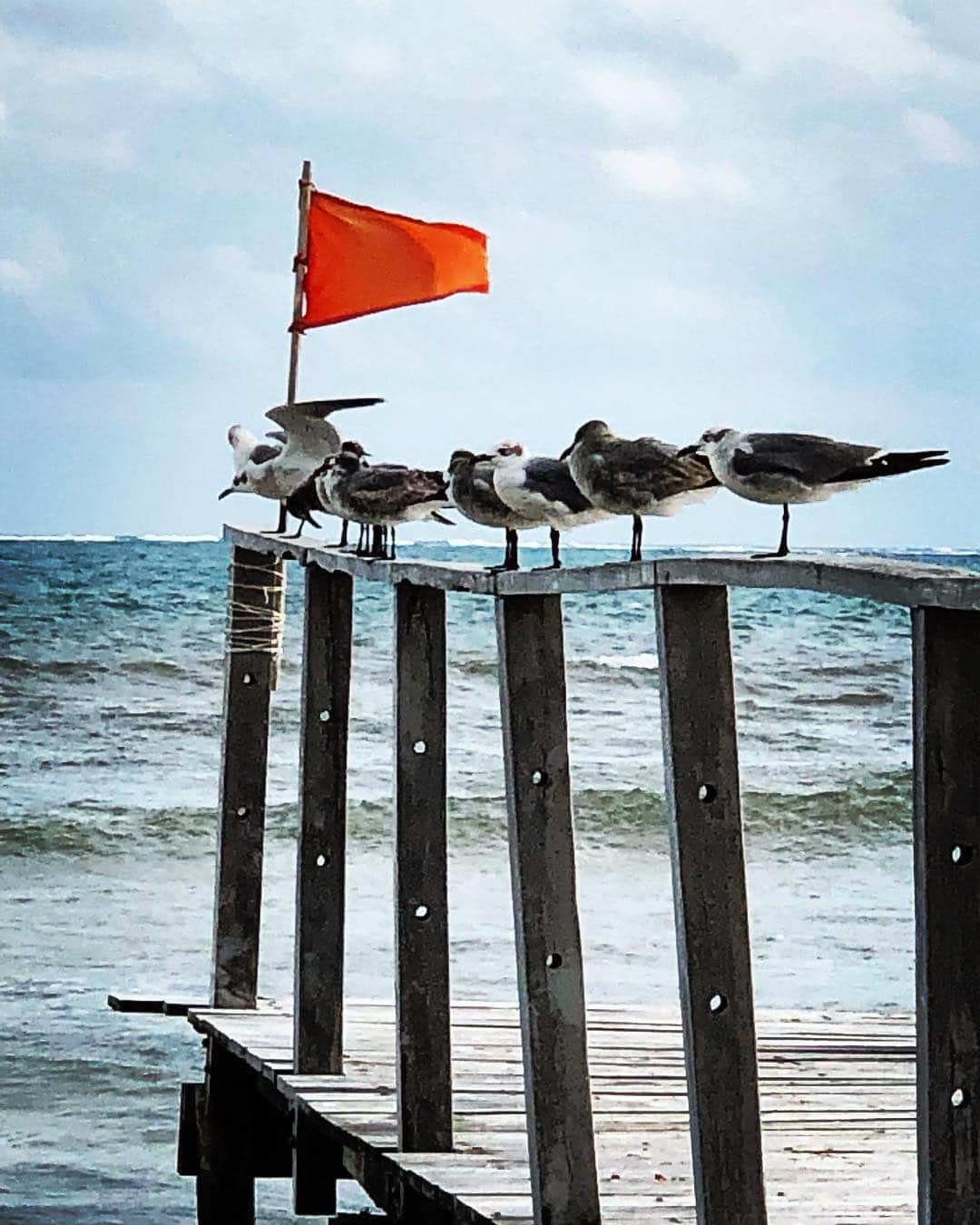 ブライアン・オーサーのインスタグラム：「Lined up for a great new year.  #seagulls #happynewyear2019」