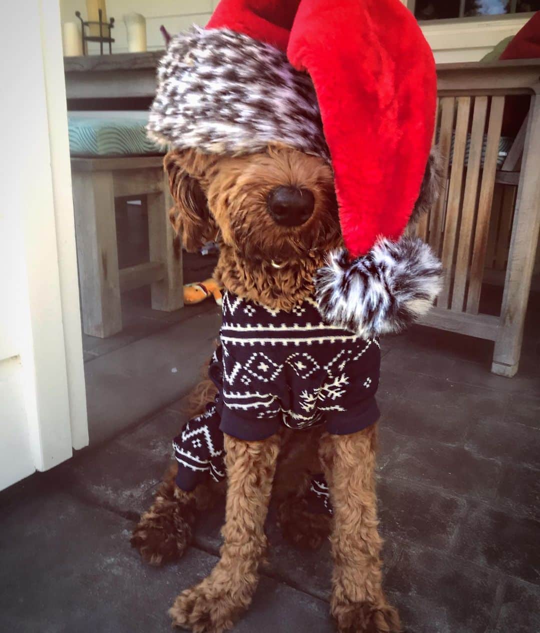 ジェシカ・アシュリーのインスタグラム：「Santa puppy, thug edition @princessbelladoodle」