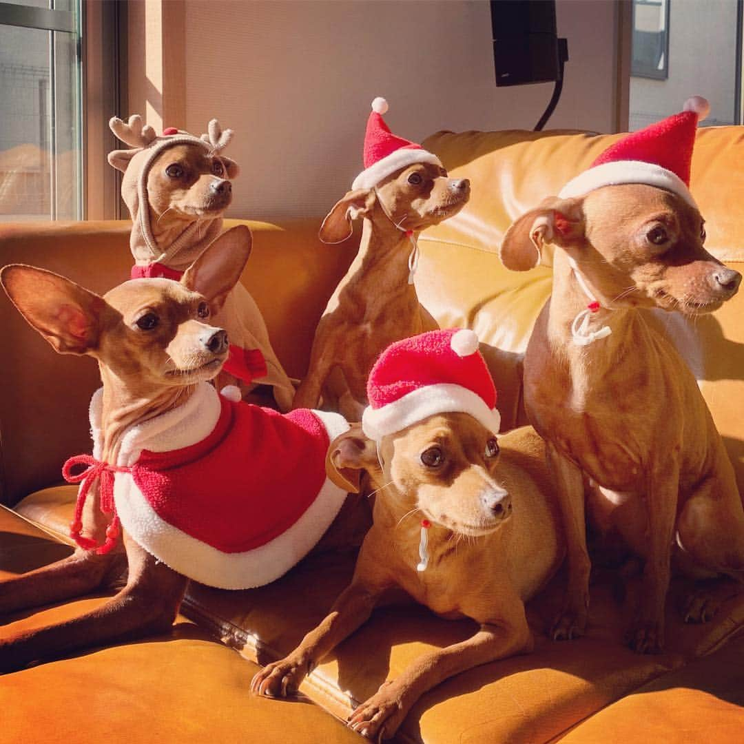 JAMOSAさんのインスタグラム写真 - (JAMOSAInstagram)「Paw 🐾 Gangsters #thepeppers #pawgang #packlife  #minipin #miniaturepinscher」12月25日 23時22分 - jamosa148