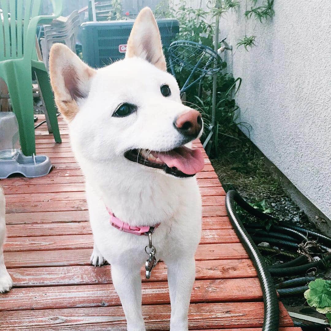 Tofu The Shibaのインスタグラム：「Merry Christmas! 🇬🇧🇺🇸🇦🇺🇨🇦 メリークリスマス! 🇯🇵 Joyeux Noël 🇫🇷🇧🇪 Feliz Navidad 🇻🇪🇪🇸 Fröhliche Weihnachten 🇩🇪 Buon Natale 🇮🇹 καλά Χριστούγεννα 🇬🇷 God jul 🇸🇪 🇩🇰 Haid joule 🇪🇪 Hyvää Joulua 🇫🇮 Vrolijk kerstfeest 🇳🇱」