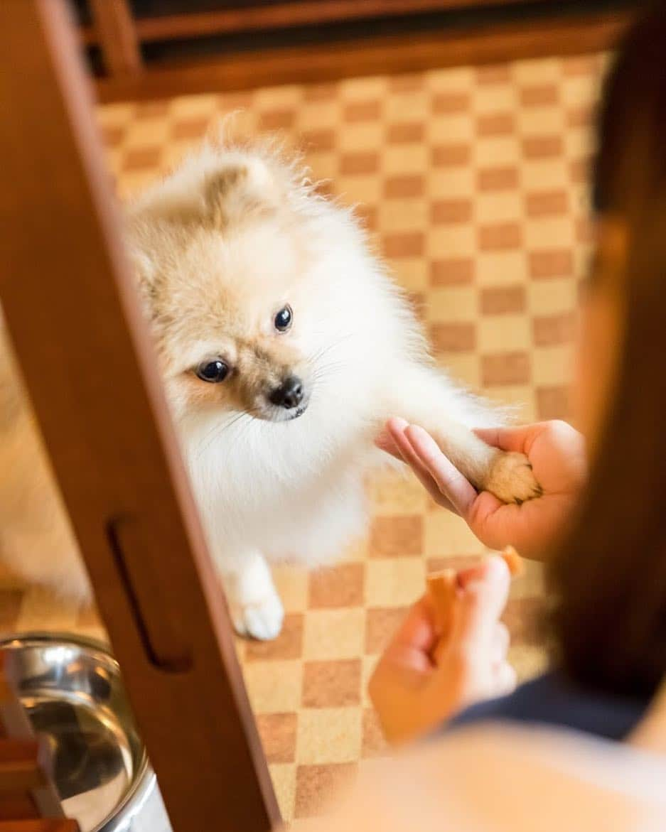 竹田城 城下町 ホテルEN（えん）さんのインスタグラム写真 - (竹田城 城下町 ホテルEN（えん）Instagram)「___________ #ペットと泊まれる古民家宿 #nipponia #桂501  ___________ わんちゃんとご宿泊いただけるお部屋にはワンちゃん用のお風呂も完備！ わんちゃんも旅を思う存分お楽しみいただけます！ ・ ・ NIPPONIAグループでは現在3か所、わんちゃんとご宿泊可能な古民家があります！ ＊兵庫県に2施設＊ #竹田城城下町ホテルEN  #篠山城下町ホテルNIPPONIA ＊千葉県に1施設＊ #佐原商家町ホテルNIPPONIA  ぜひわんちゃんを連れてお越しくださいね！」12月26日 16時58分 - takedacastle_en