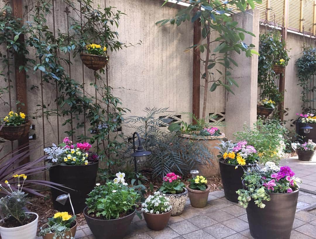 奥薗壽子のインスタグラム：「ようやく、植え替えが終わりました😆💕💕 時期が遅かったせいで、花の種類も少なめですが、なんとか年内に終わって良かったです🌸🌼🌸🌼 ＊ #ガーデニング #花のある暮らし #花 #ビオラ #シクラメン」