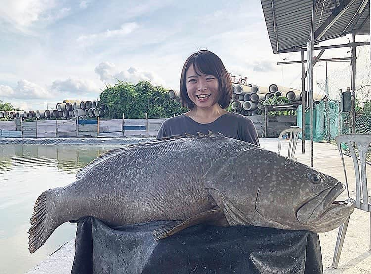 高本采実さんのインスタグラム写真 - (高本采実Instagram)「はいっ！！ どどーーーーんψ(｀∇´)ψ✨✨✨ マレーシアで釣り上げました、 グルーパーです。🐟 なんとこの子は70kg超え😂😂💖 80kg近くはあるかも。。。 半端なく引いた！！！ ハンパなく重かった！！！！🤣❤️ 暴れ出すとすごい😂✨ . 釣りがいのあるナイスフィッシュです😍🎣 というわけで記念にパシャり📸 満面の笑みやわ〜😂❣️ . . . . . #釣り #lure #lurefishing  #グルーパー #grouper #giantgrouper #タマカイ #ハタ #釣りガール #釣り女子 #釣り人 #ルアー #マレーシア #fishing #fishinggirl #海外釣り #ポンド #釣り好き #海好き #DAIWA #transcendence  #chilltrip  #tsurijoy  #釣りフォト #ayamistagram」12月26日 9時47分 - ayami__summer