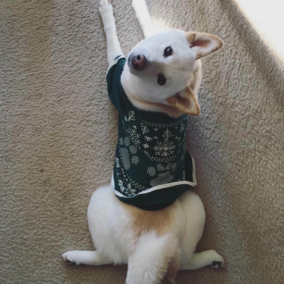 Tofu The Shibaのインスタグラム：「“Merry Christmas, ya filthy animal...”」