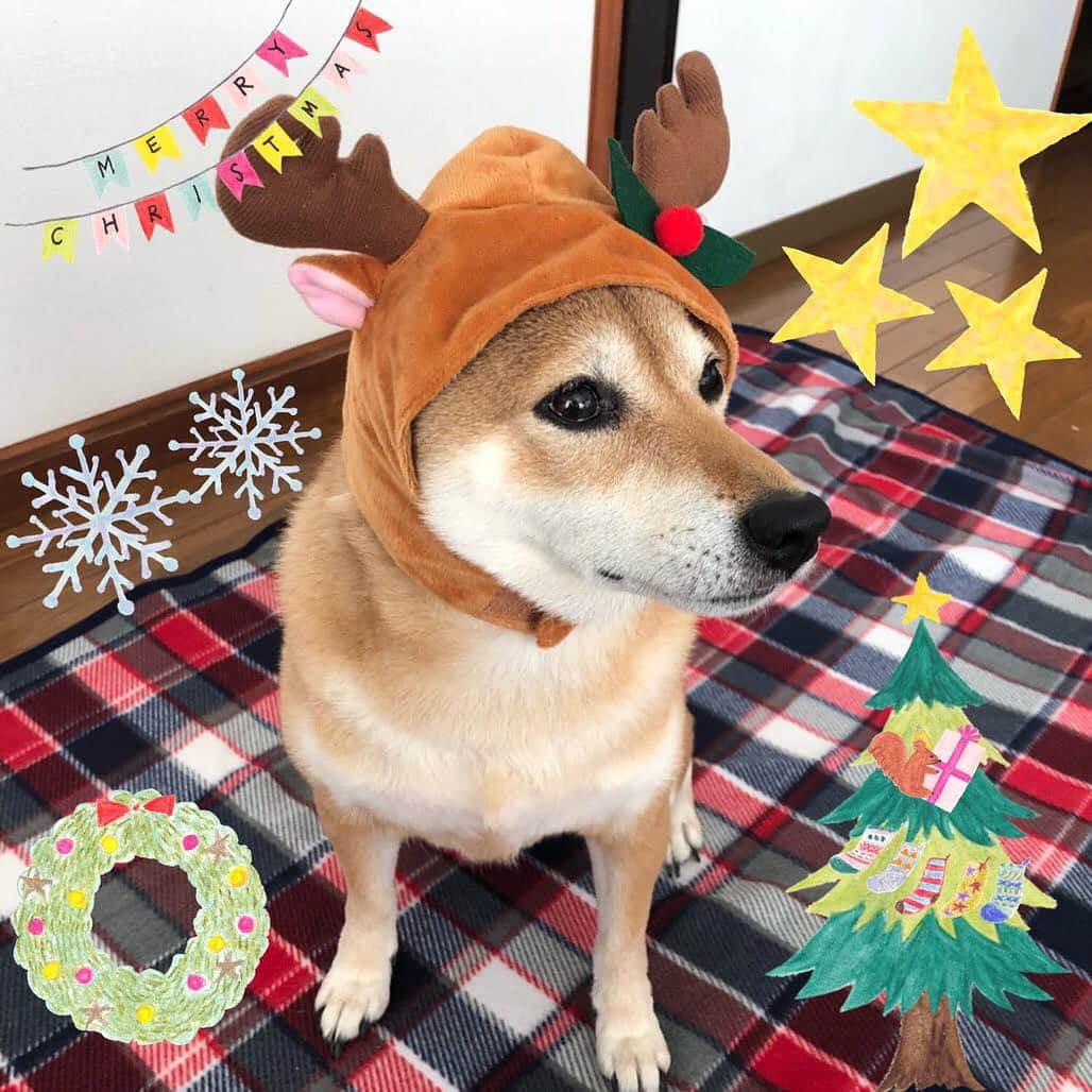 松山まなかさんのインスタグラム写真 - (松山まなかInstagram)「飼い主にやらされました… #柴犬 #shibainu #クリスマス #dog #トナカイ #サンタクロース #マラソン女子」12月26日 11時48分 - manakamatsuyama