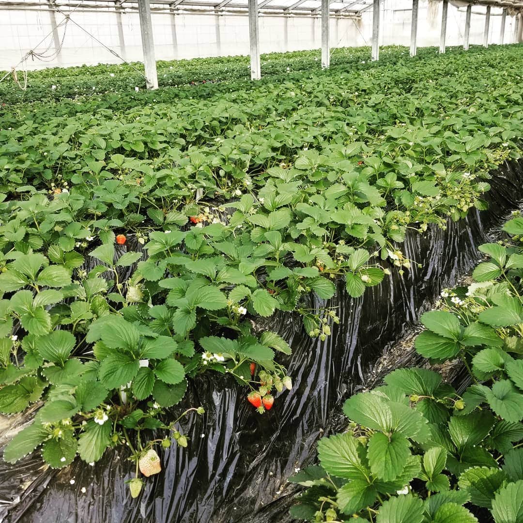 道の駅やちよのグルメインスタ