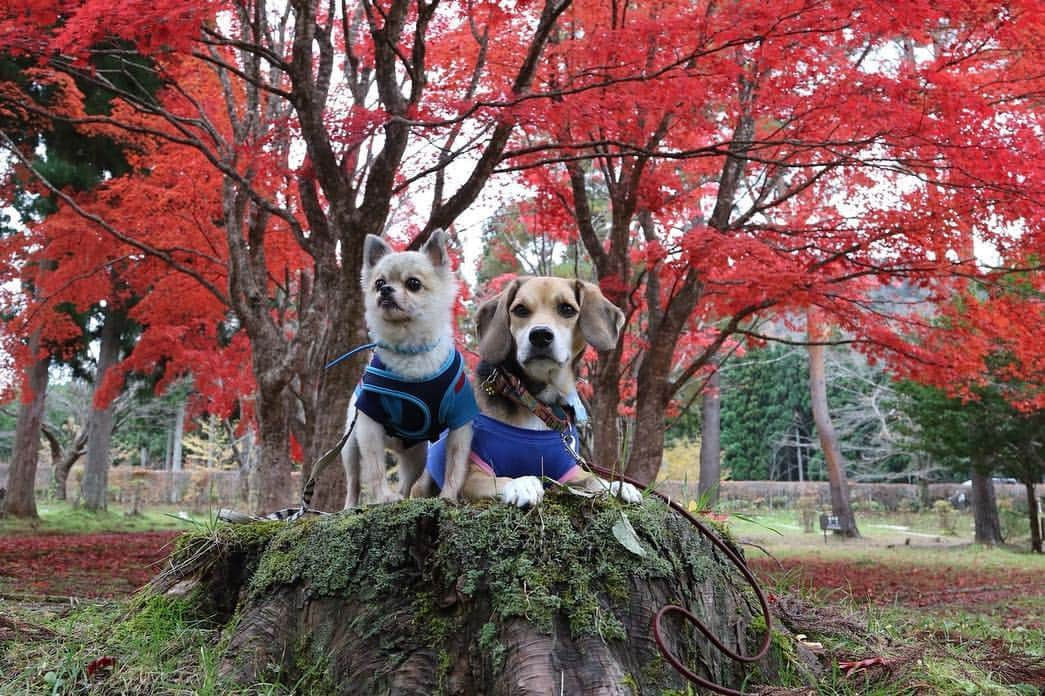 薗田淳さんのインスタグラム写真 - (薗田淳Instagram)「・ 出会いと別れ ・ 仕事柄、北は北海道、南は熊本と大移動を繰り返してきた。 環境が変わる事・長時間の車移動や飛行機移動による疲労とストレスを感じてきたはず。 キャンプや遠征にいけばペットホテルに預ける事にもなる。 ただどこへ行っても人に恵まれた。 家族の様に受け入れてくれる方がいてホテルへ預ける不安もなく自分にとっては素晴らしい環境をいただきました。 今年はぺーちゃんもアンちゃんと出会い犬嫌いを克服し、成長した1年。 ・ たくさんお泊りし、色んな所へ連れて行って貰った。 スタジアムでバス待ちをした。 素晴らしい出会いに感謝…アンちゃんありがとう。 飼い主として、仲良くなった犬同士を離れ離れにさせるのはせつないものだけど、また会おう‼︎ ・ @anko_bea0925  @fujifilm_photois  #ポメチワ #ぺこすけ #ビーグルミックス #アン #ありがとう」12月26日 14時33分 - jun_sonoda_33