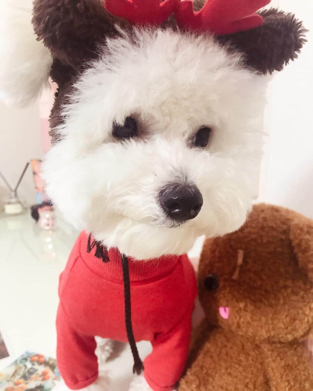 ジンジュ さんのインスタグラム写真 - (ジンジュ Instagram)「⠀⠀⠀⠀⠀⠀⠀⠀⠀⠀⠀⠀⠀⠀⠀⠀⠀ 지났지만 나만 볼 수 없어 올리는 우리 뽀글이루돌프 #bebe #merrychristmas and #happynewyear」12月26日 17時34分 - shining_jinju