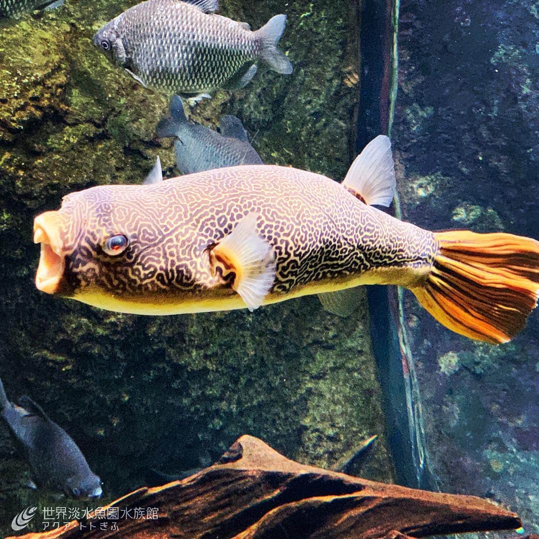世界淡水魚園水族館 アクア・トト ぎふのインスタグラム：「体は迷路！？淡水にすむフグ、テトラオドン・ムブ。館内2ヶ所の水槽で展示しています。探してみてくださいね。 #アクアトト #アクアトトぎふ #アクアトト岐阜 #淡水魚 #水族館 #tetraodonmbu #freshwaterfish #aquariumfish」