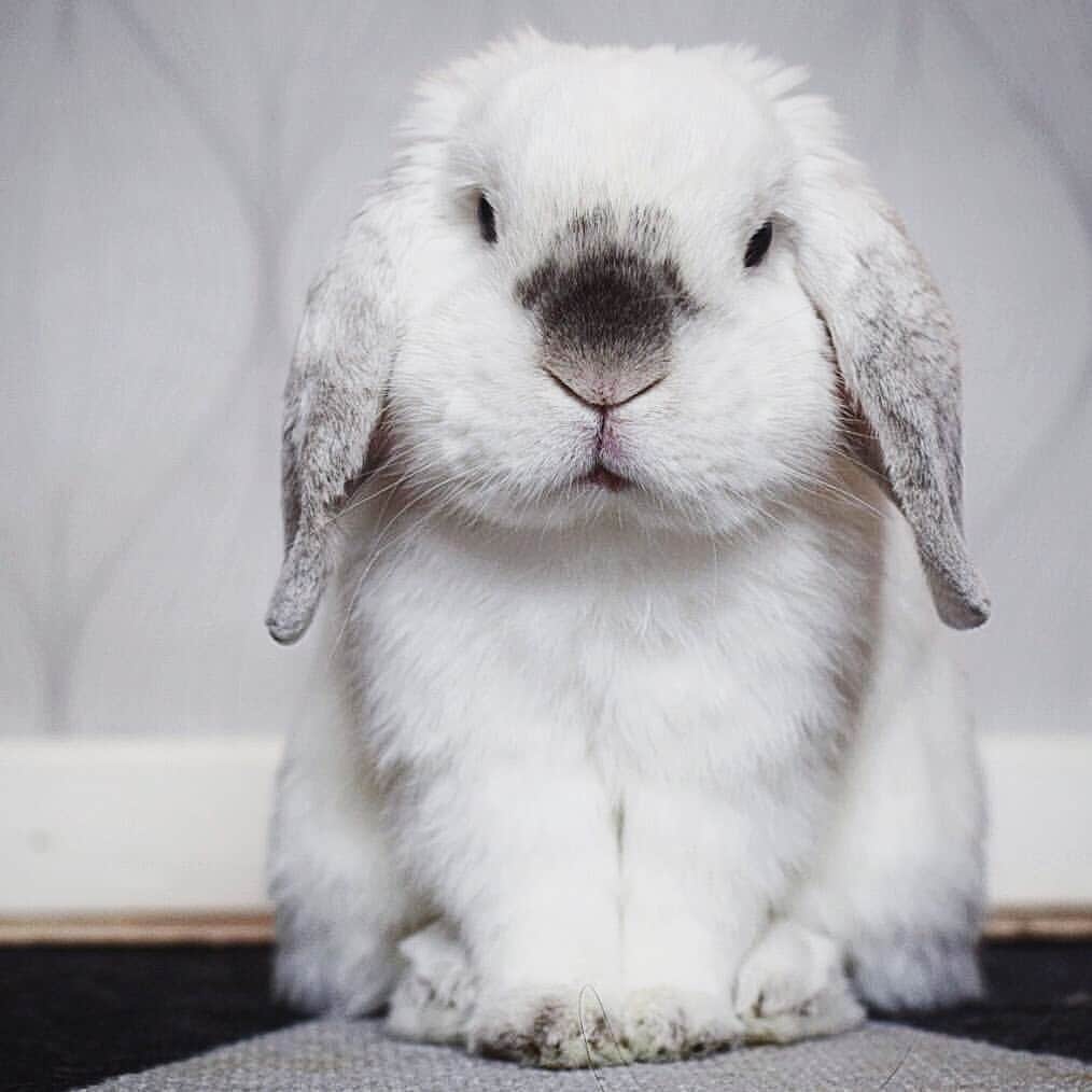 Exempel the bunnyのインスタグラム：「This little bunny gave me so much joy and taught me so much. If he ever taught you anything, maybe about bunnies, please comment down below. I’d love to know. I want a post with lots of positive comments about him, he deserves that. I feel weird asking, but I’ve gotten some messages about this and I’d just like to know more specific.」