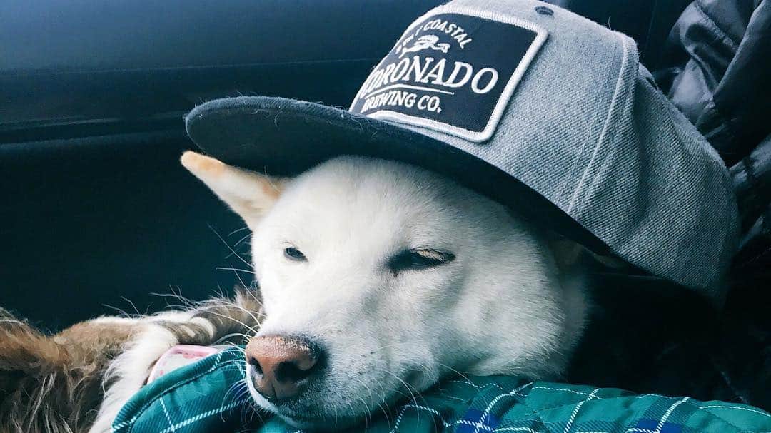 Tofu The Shibaのインスタグラム：「Hope everyone had a safe Christmas. ^__^」