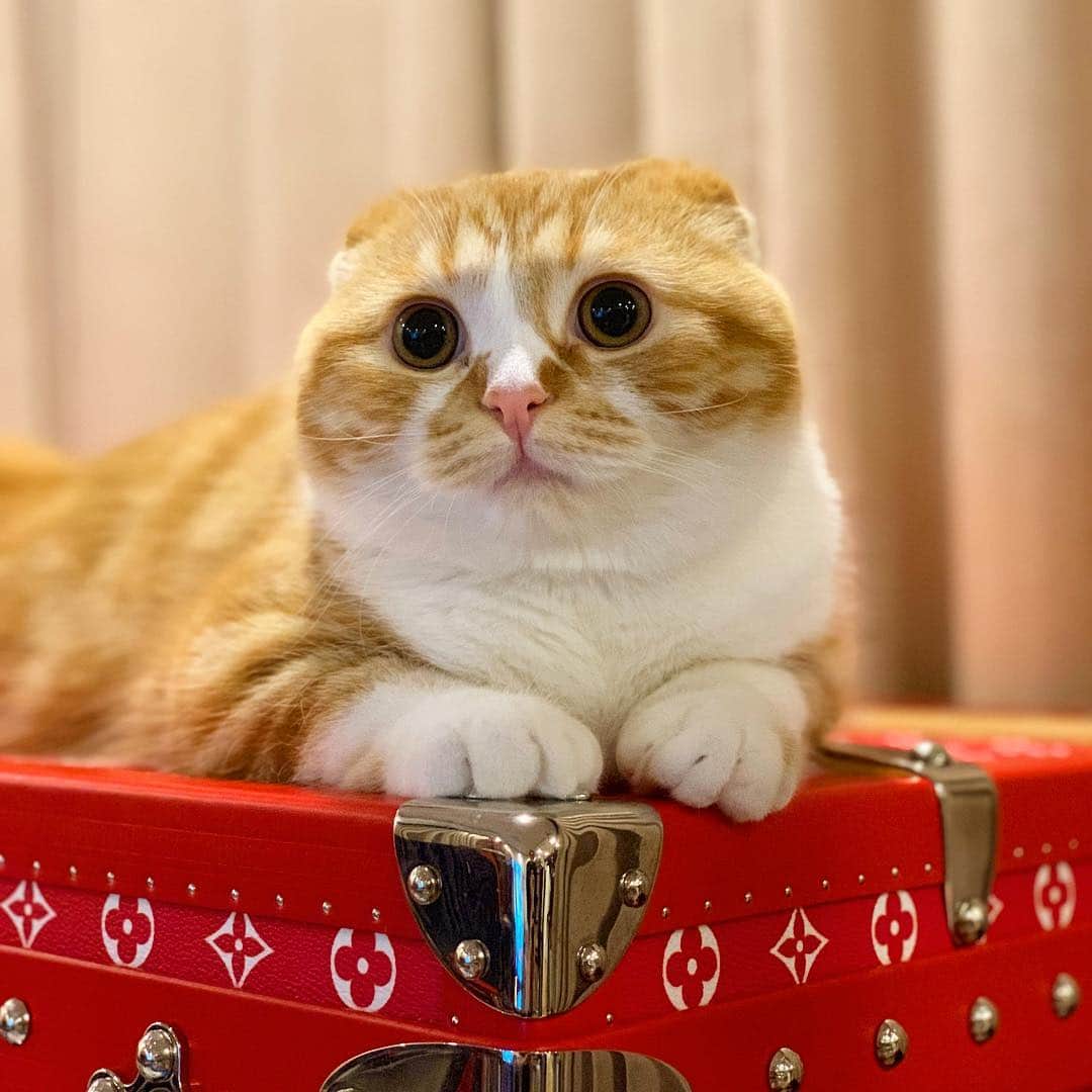 HIKAKINのインスタグラム：「顔が丸すぎるのを通り越している😂 『まるお』ならぬ『横長お』😭💕 #まるお #猫 #かわいい」