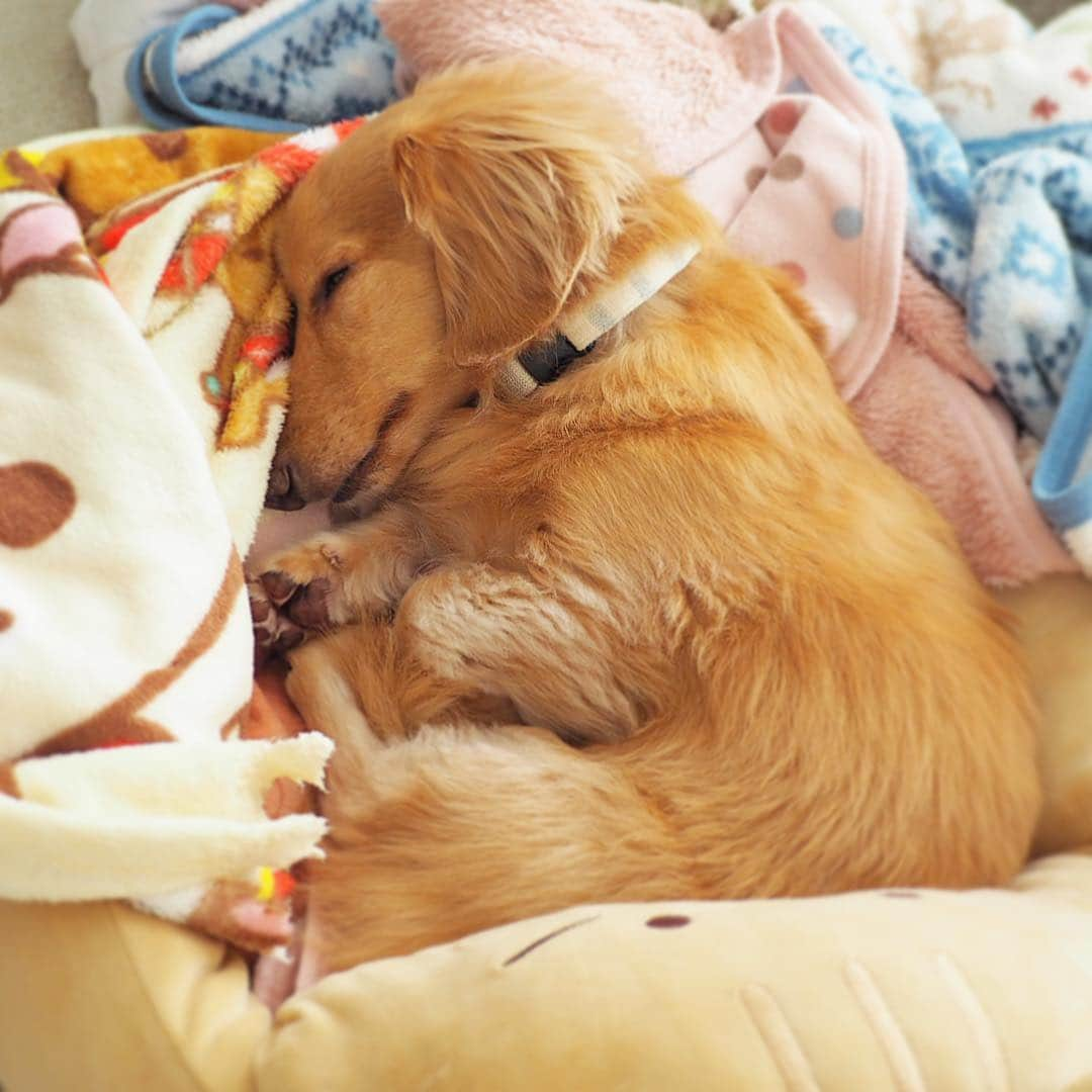 Sora Momoさんのインスタグラム写真 - (Sora MomoInstagram)「おやすみそら🐶💤 ☺︎ 可愛い〜 けど よく見たら白目 よく見たら毛布の端っこ噛みちぎられてる😓 よく見ないようにしよ〜 ☺︎ #おやすみ中#にっこりな寝顔#幸せそうに寝てる#思わずほっこり#よく見たら#白目#毛布の端っこ#ちぎれて#無い#ちょっと食べてる⁈#ちょっと見えてる#肉球が可愛い🐾 #ダックス#ミニチュアダックス#犬のいる暮らし #dachshund #miniaturedachshund」12月27日 23時05分 - teratera_sorapu_