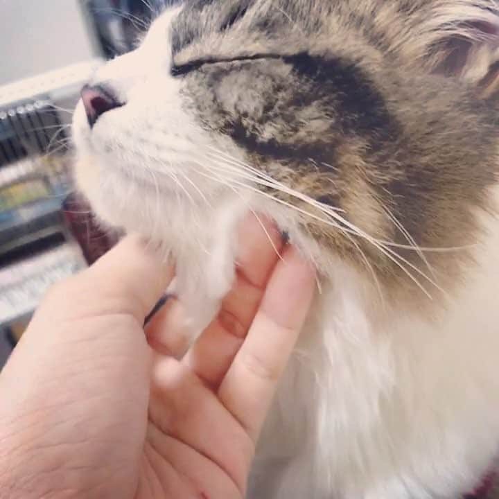 飯窪春菜のインスタグラム：「我が家のテトくん🐱💓 #猫  #ねこすたぐらむ  #猫のいる暮らし」