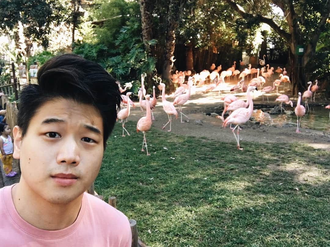 キー・ホン・リーさんのインスタグラム写真 - (キー・ホン・リーInstagram)「Just chillin’ with all the Flaminhos #themazerunner #flamingo」12月28日 9時46分 - kihonglee